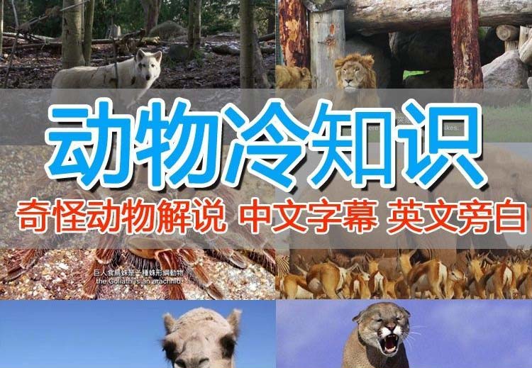 外面卖1699的国外纪录片解说稳过中视频-轻创社